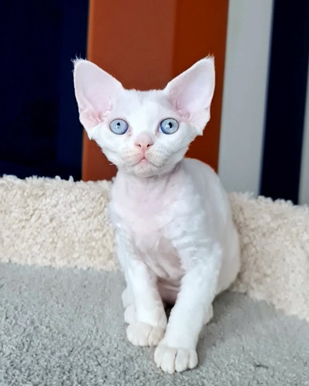 Oliver - Devon Rex Kitten